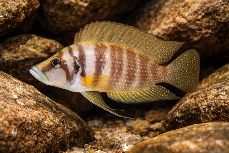 Altolamprologus calvus 'Nkamba Bay' (Yellow)
